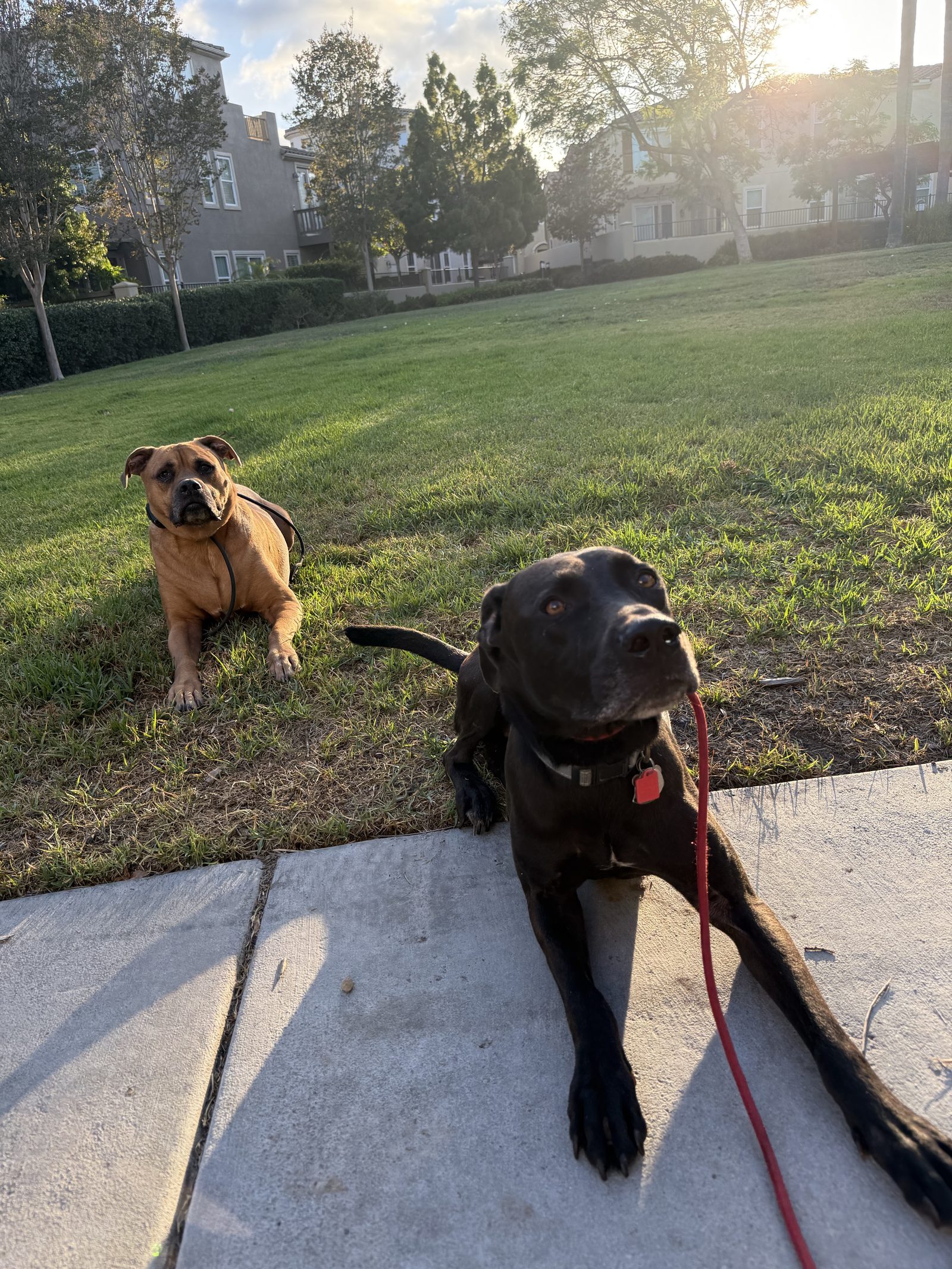 A black dog walking on a loose leash at golden hour in San Diego