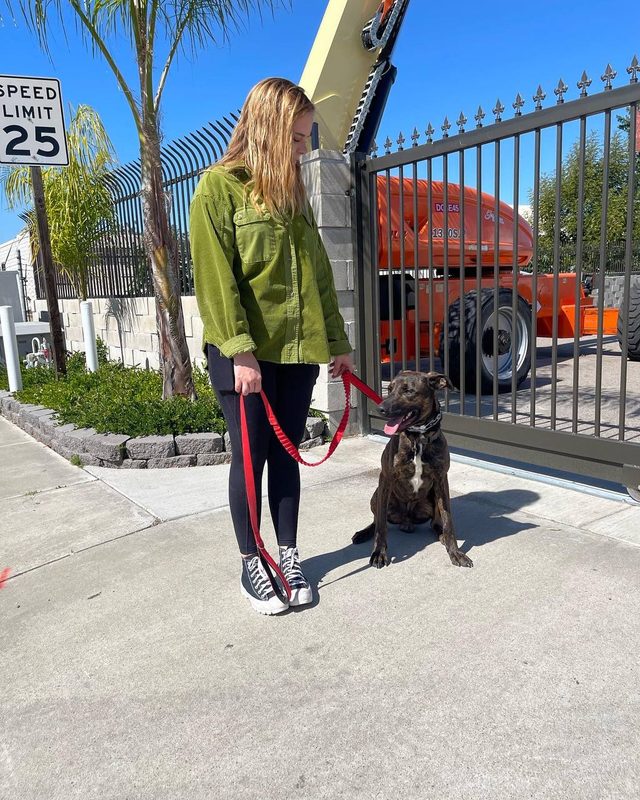 A brindle rescue dog walking on a loose leash beside a trainer on a San Diego sidewalk