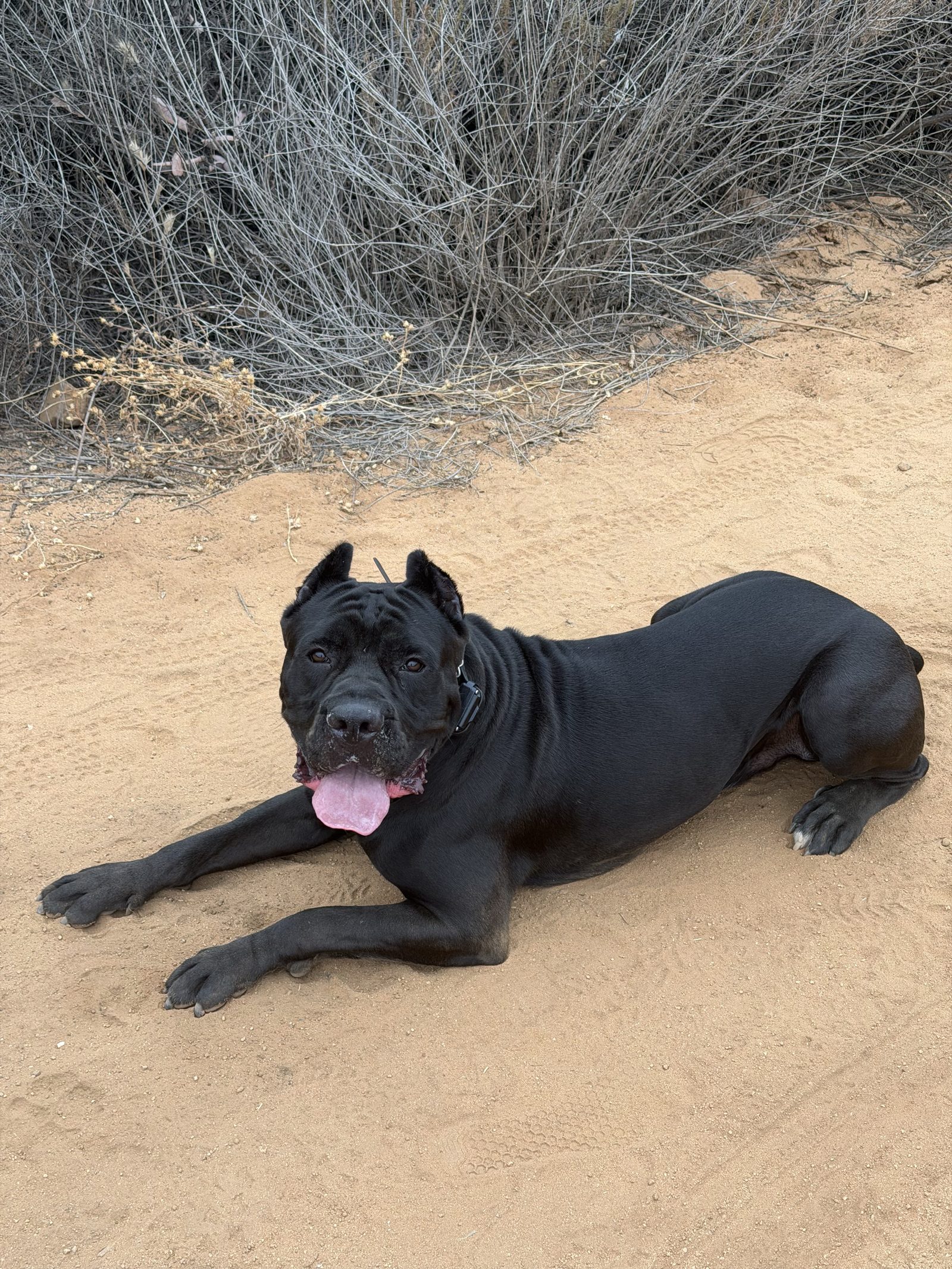 A cane corso lying completely relaxed after training in San Diego