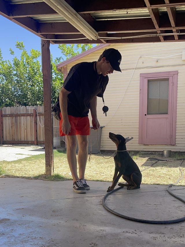 A doberman puppy holding a sit at distance from the trainer