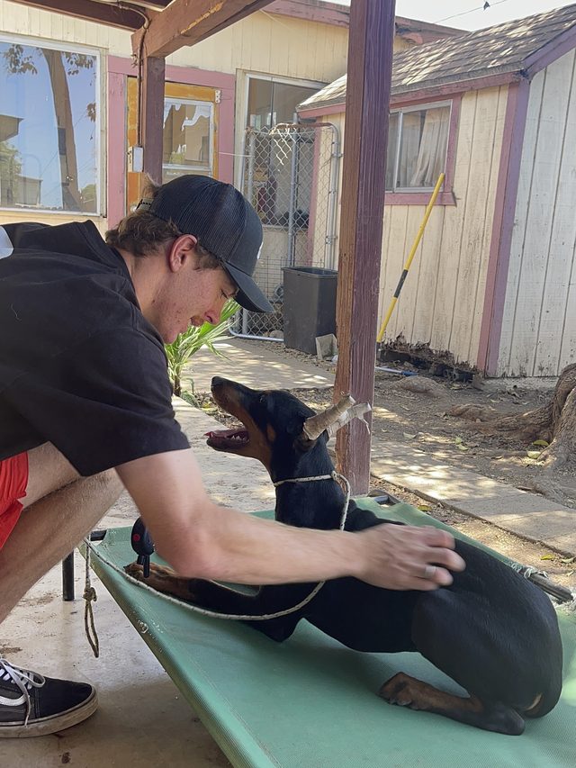 Aaron placing a doberman on a raised cot during a board and train session