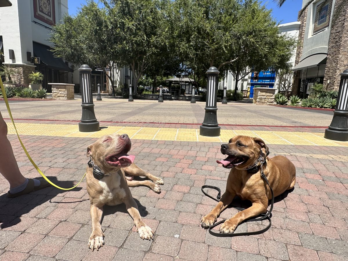Two dogs holding a down stay off leash in a busy San Diego plaza