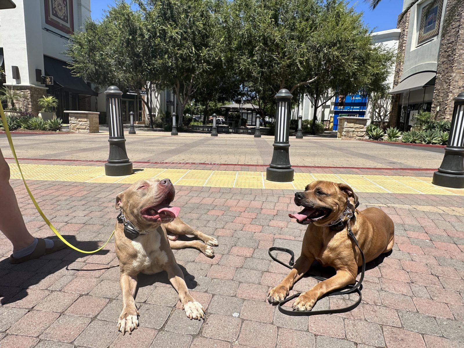 Two dogs holding a down stay in a San Diego plaza