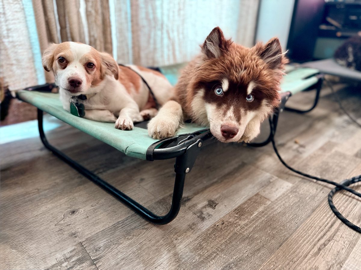 Two young dogs settled together on a raised training cot